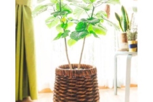 「観葉植物でつくるオシャレで爽やかなインテリア」