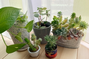 観葉植物と建築プラン