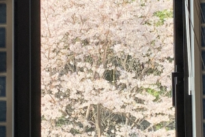 桜の便り 千葉市稲毛区 F様邸