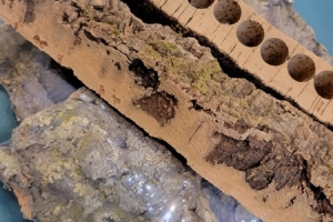 コルクの魅力の再確認と、新しい可能性を感じる植栽アート