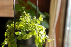 部屋に観葉植物を置く3つのメリット